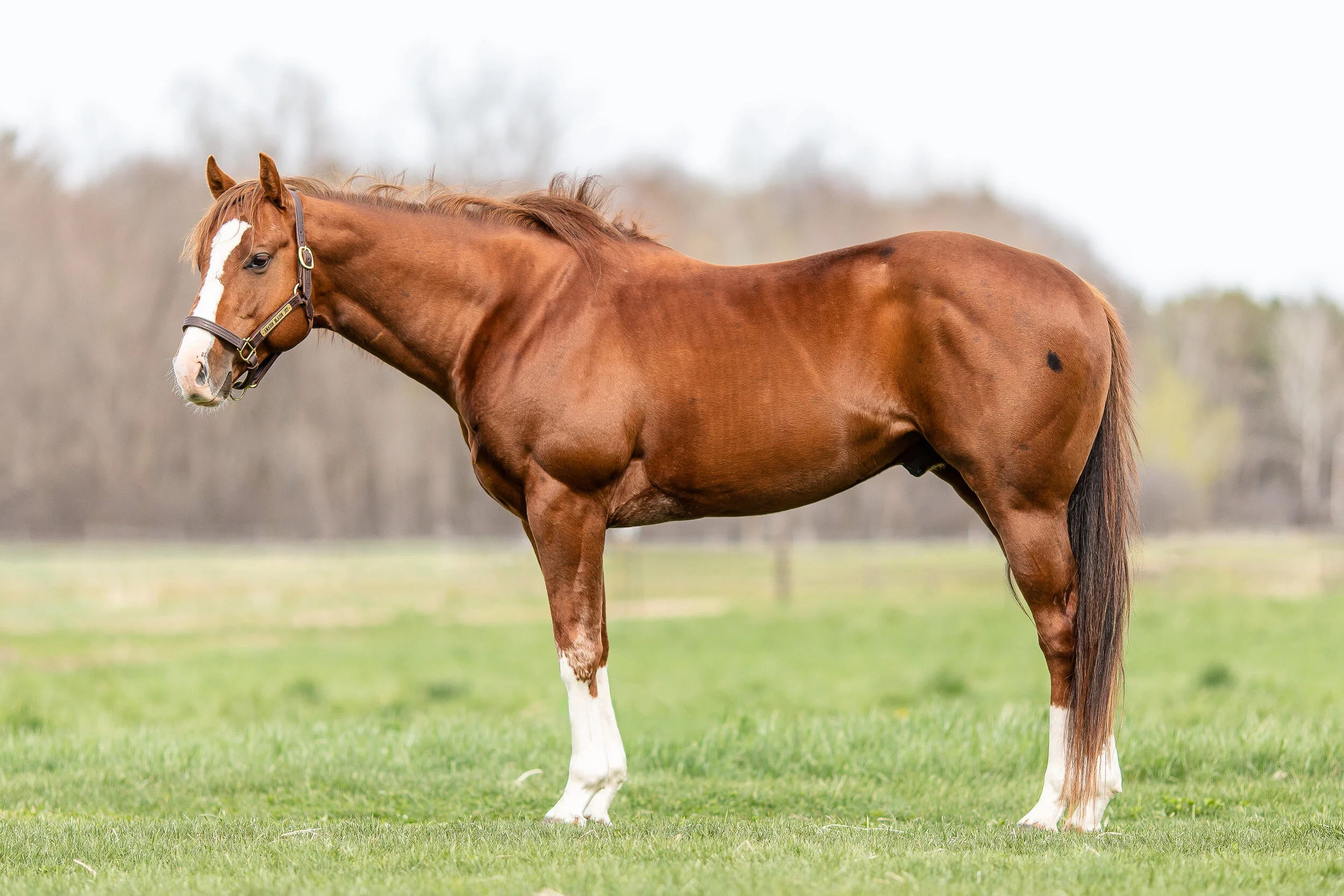 Wisconsin Horse Photographer