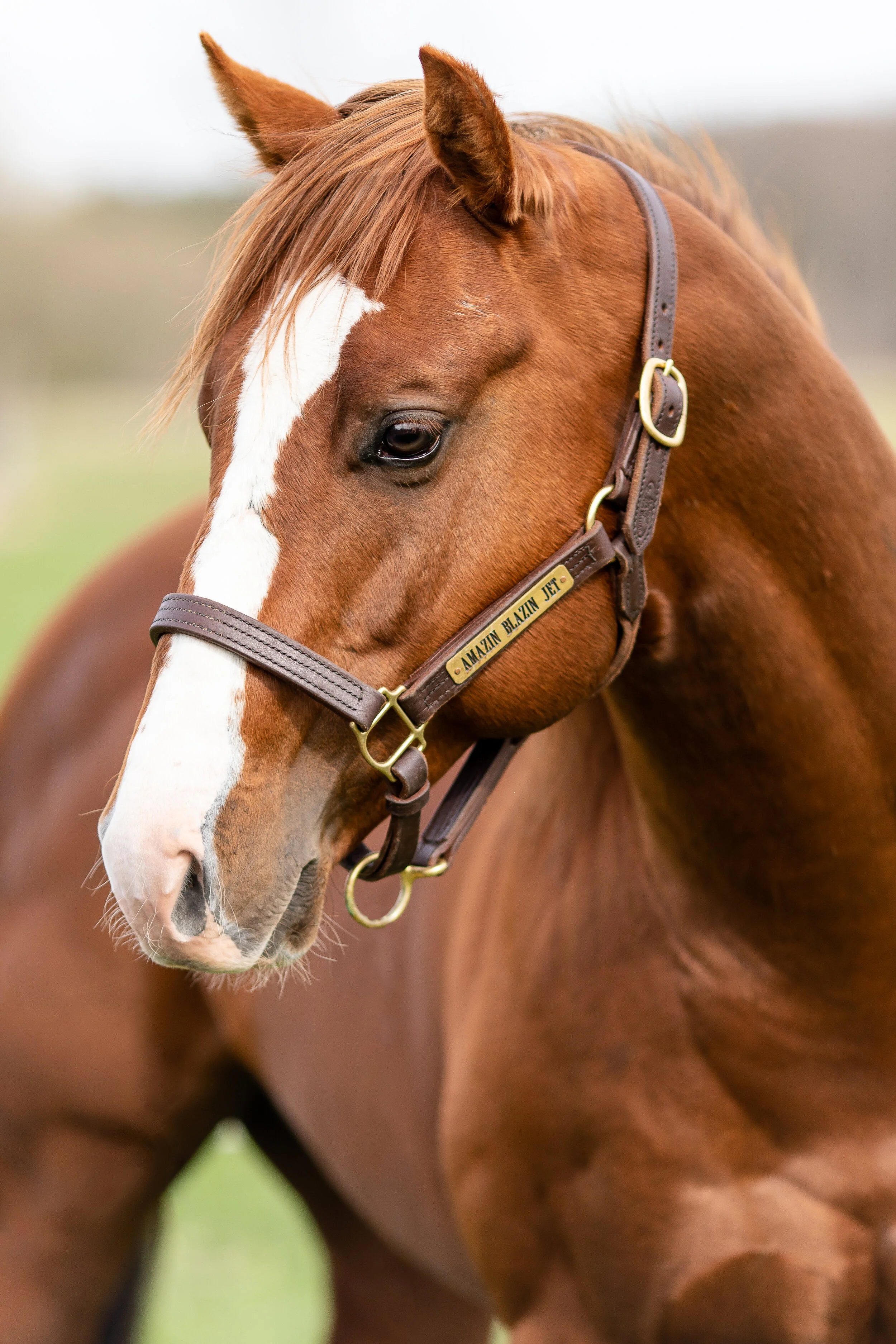 Wisconsin Horse Photography