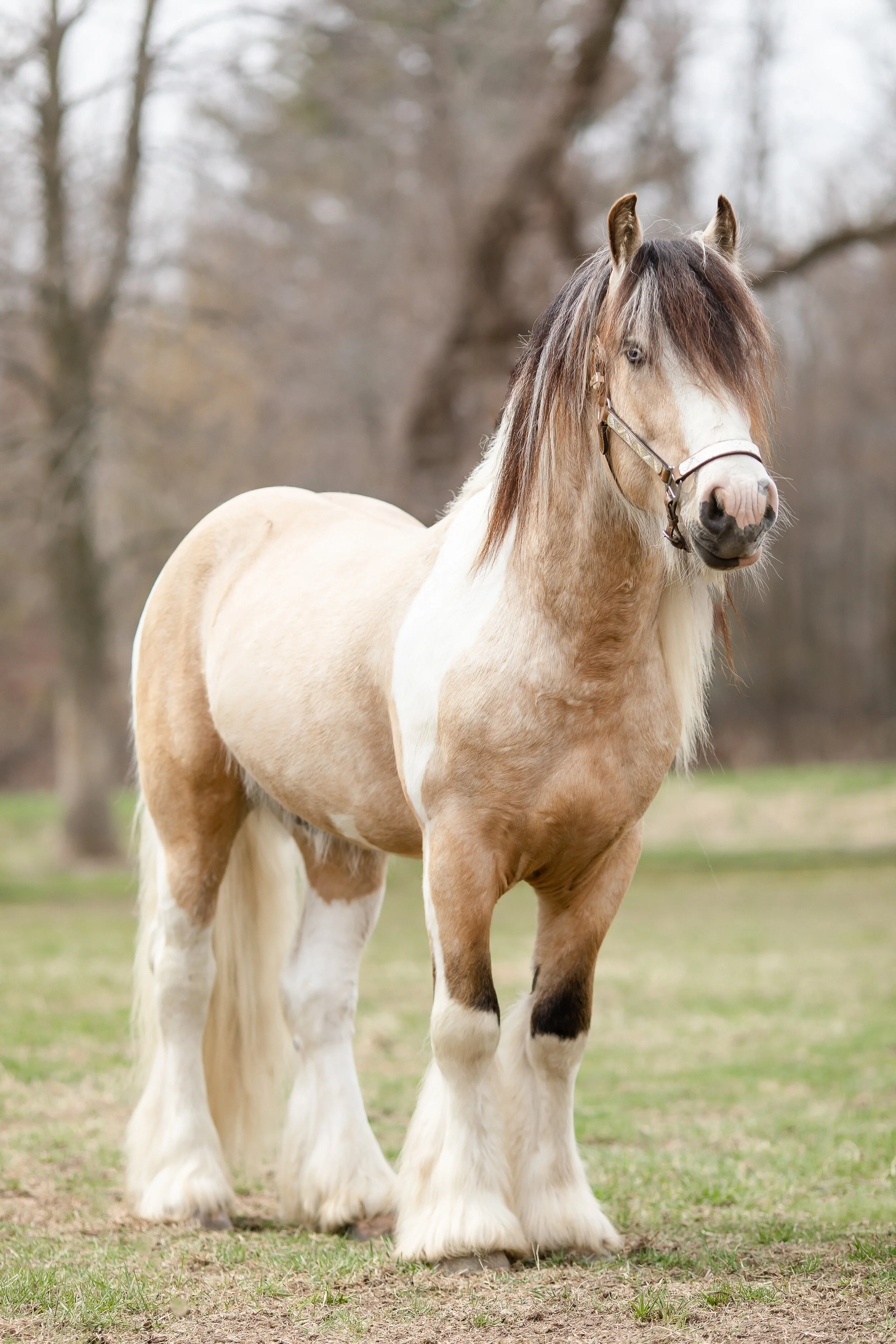 Gypsy Stallion Photography