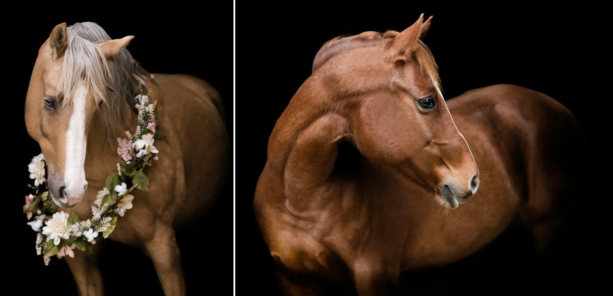 Wisconsin horse photographer