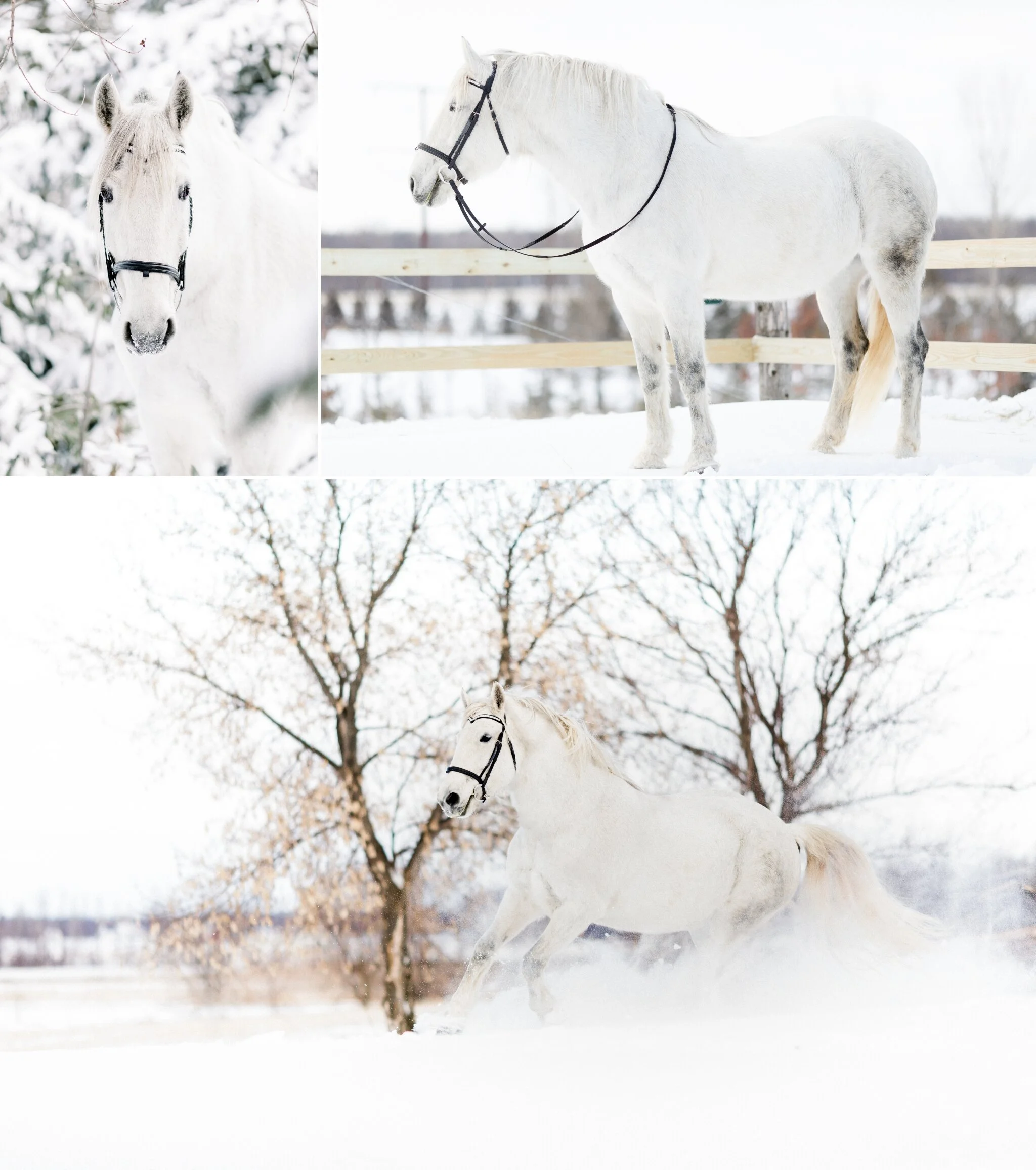 Wisconsin Winter Horse & Rider Pictures