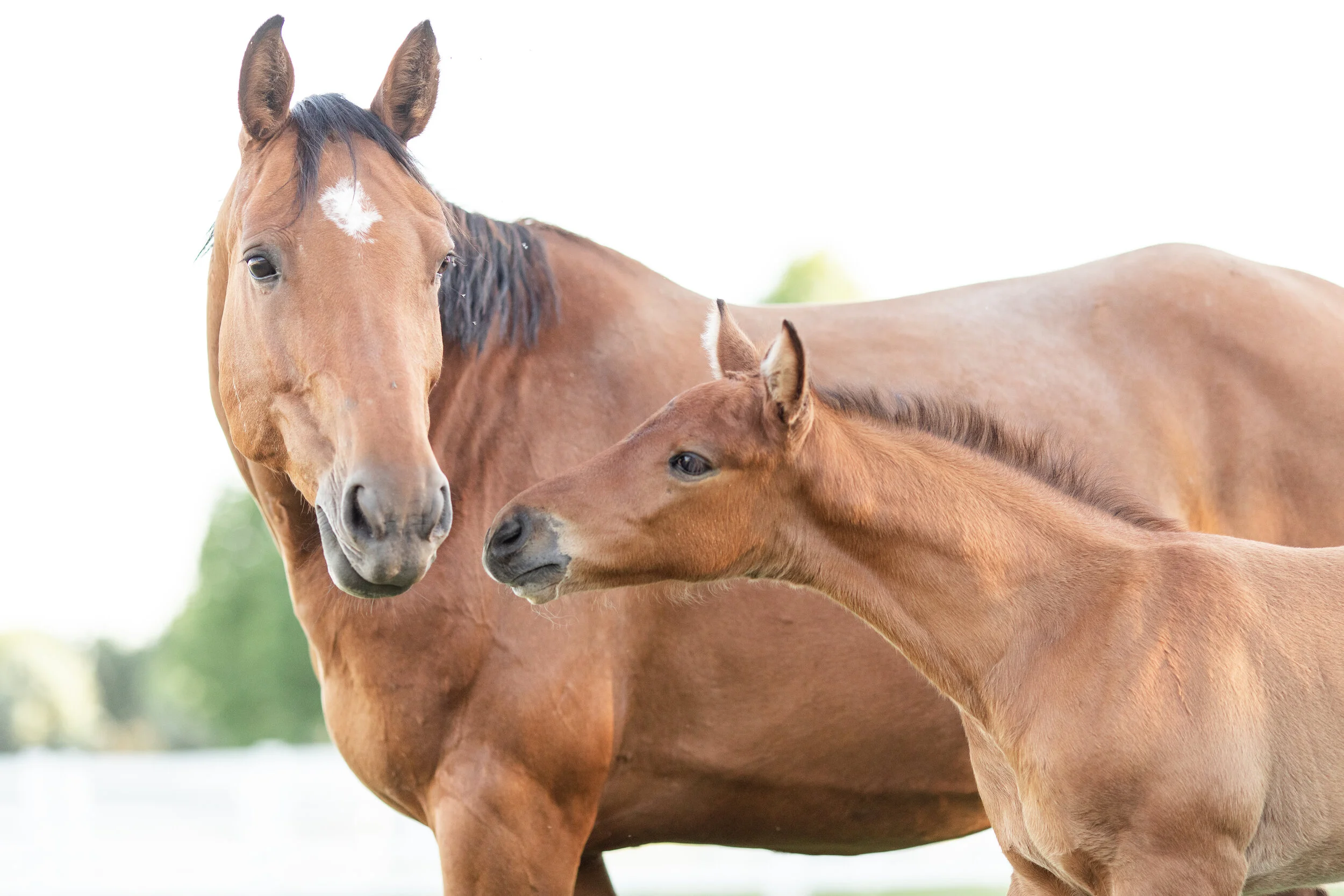 Odessa | Belgian Warmblood Foal | Wisconsin Equine Photography