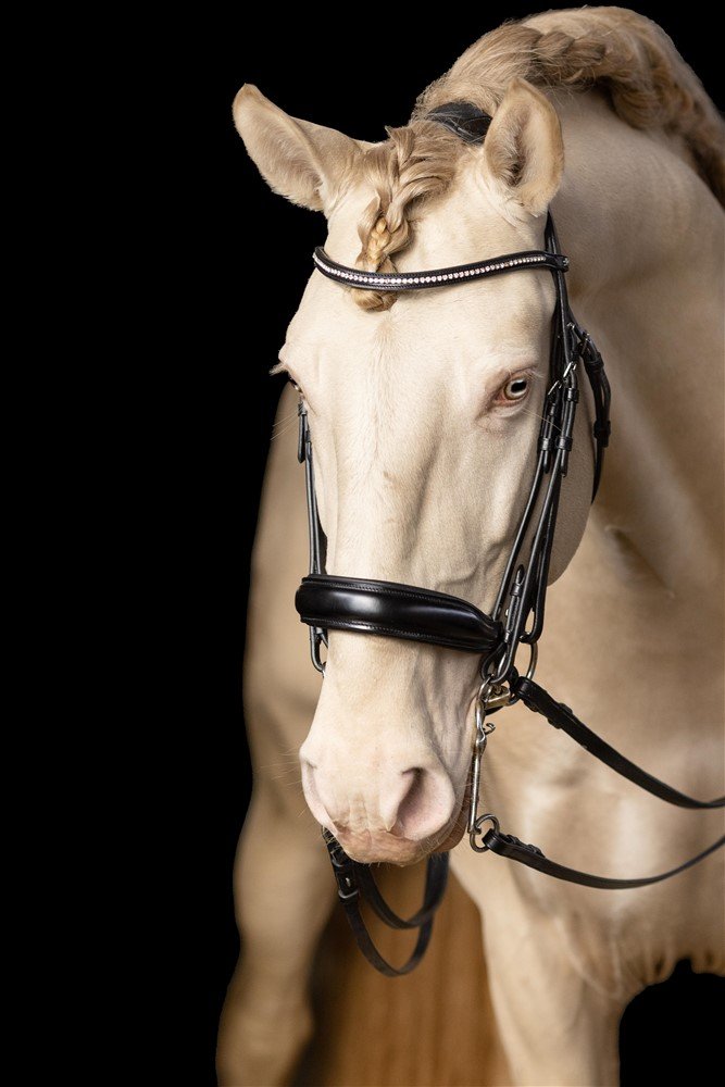 Equine Photoshoot in Illinois