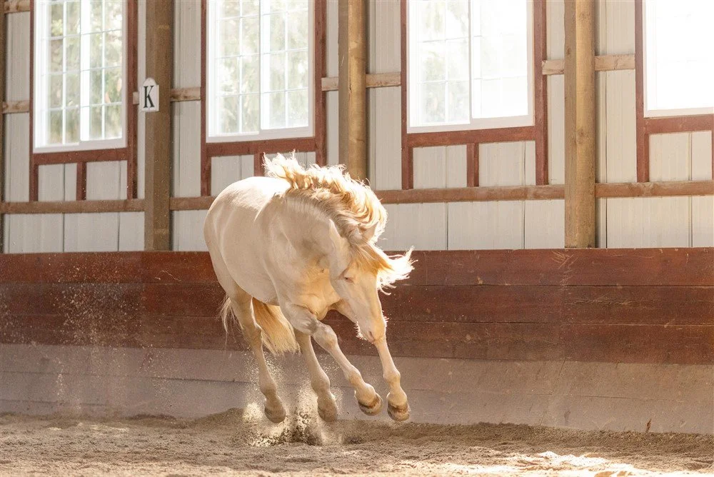 Lusitano Stallion in Illinois