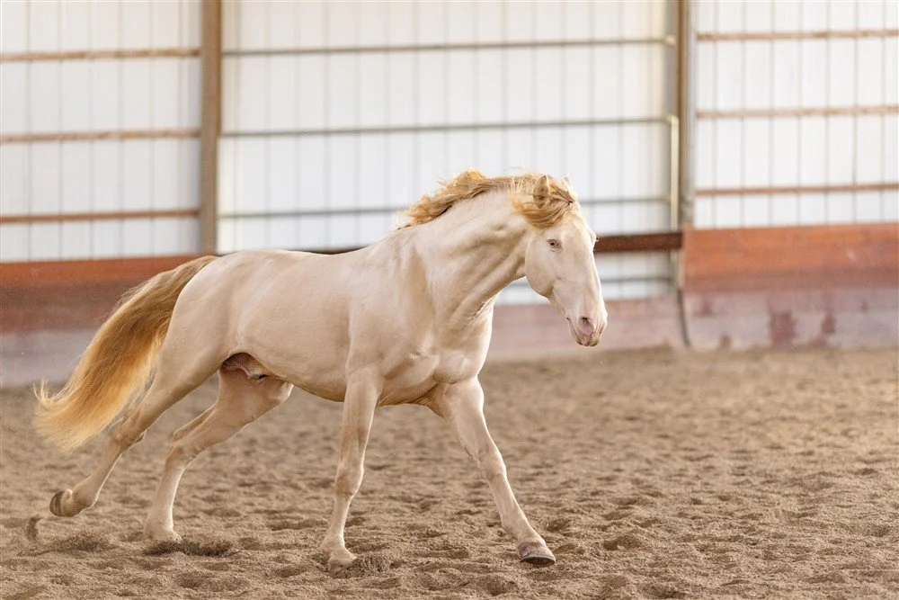 Lusitano Stallion in Illinois