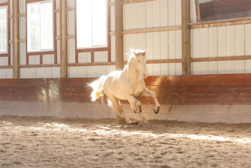 Lusitano Stallion in Illinois