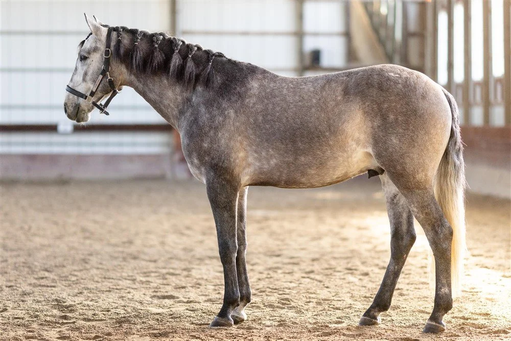 Sale Horse Photography in Illinois