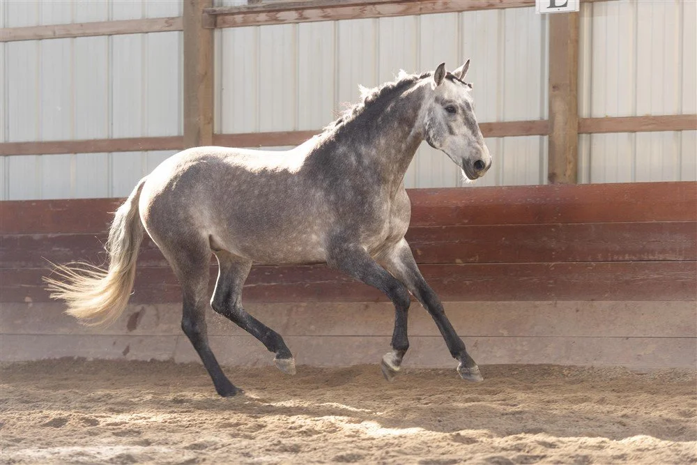 Sale Horse Photography in Illinois