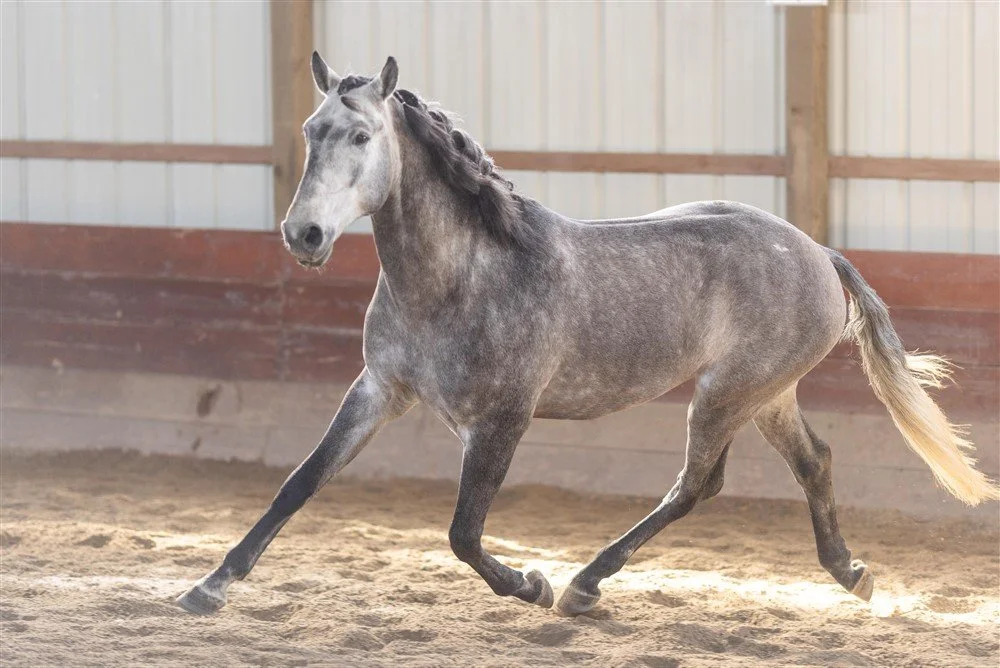 Sale Horse Photography in Illinois