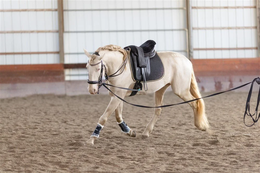 Stallion Photoshoot in Illinois