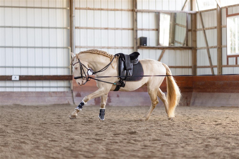 Stallion Photoshoot in Illinois