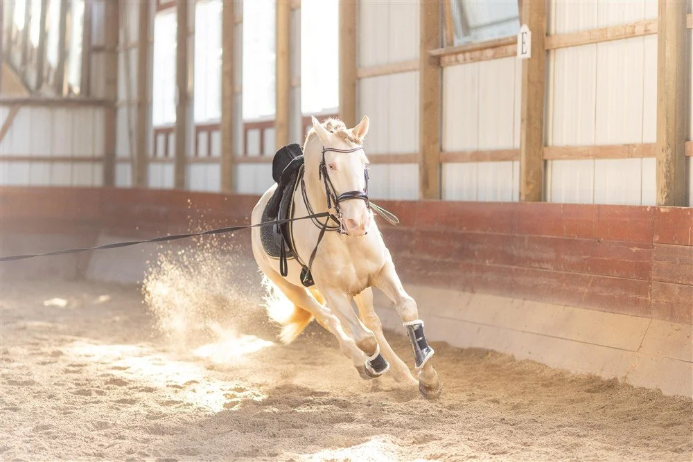 Stallion Photoshoot in Illinois