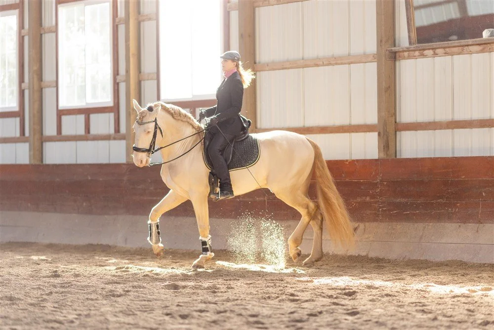 Stallion Photoshoot in Illinois