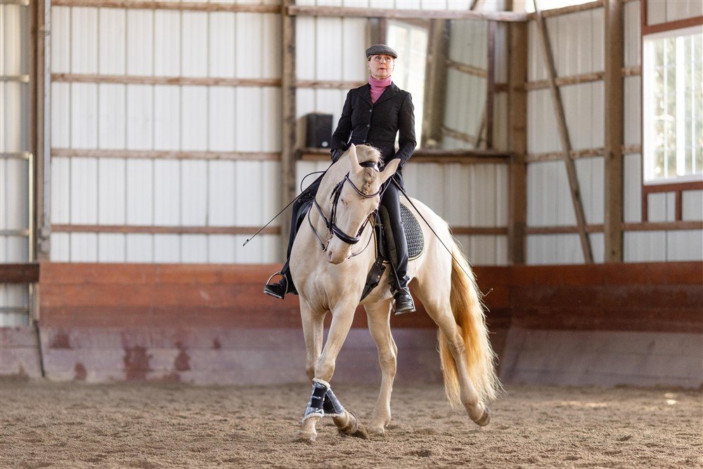 Stallion Photoshoot in Illinois