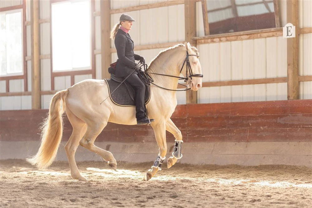 Stallion Photoshoot in Illinois