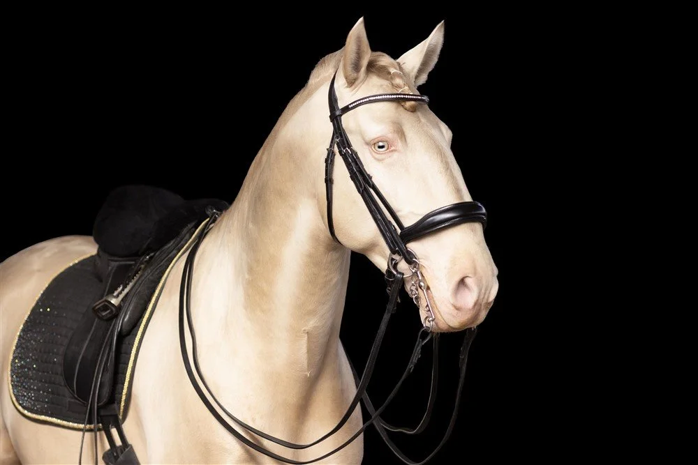 Lusitano Stallion in Illinois