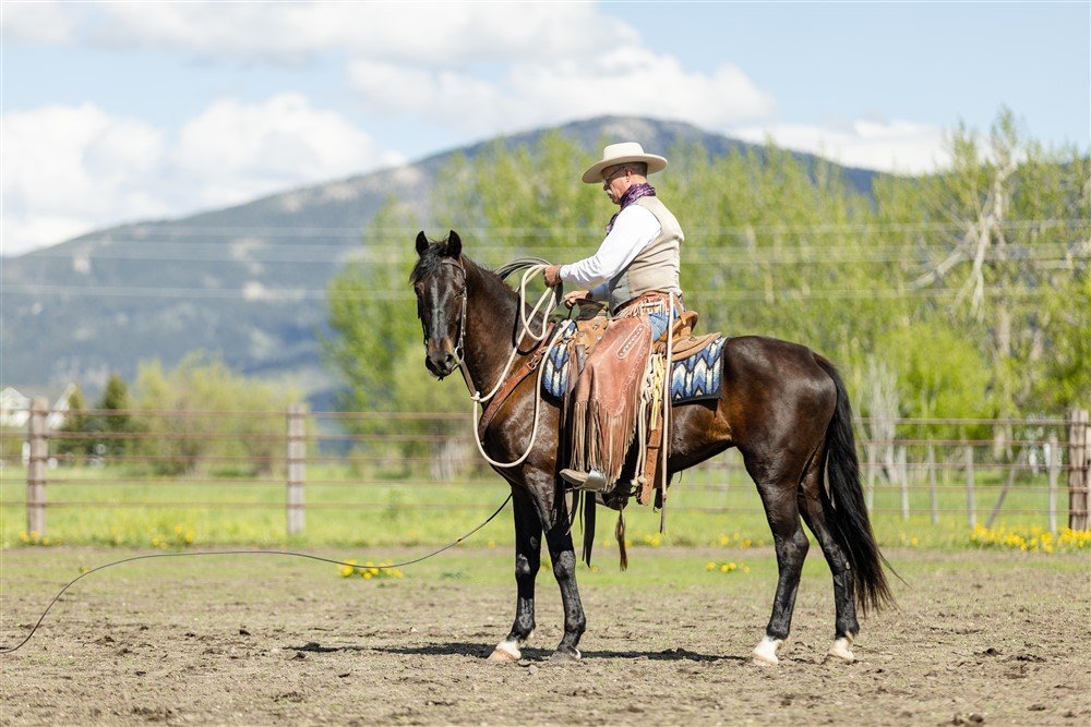 Sale horse photos in Bozeman Montana