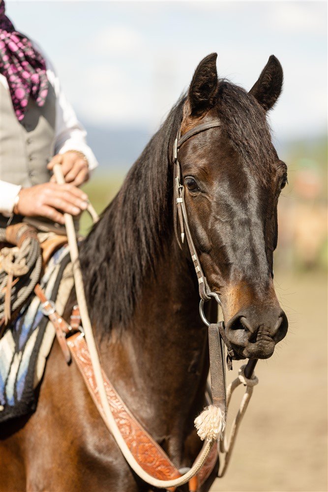 Sale horse photos in Bozeman Montana