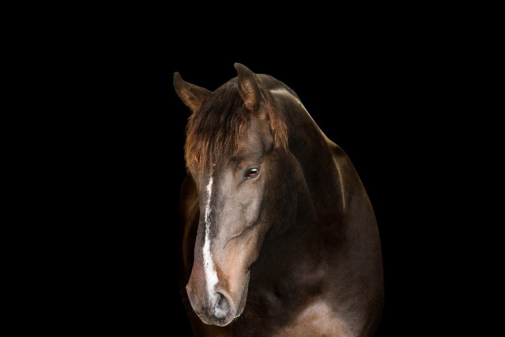 Black Background Horse portraits in Wisconsin