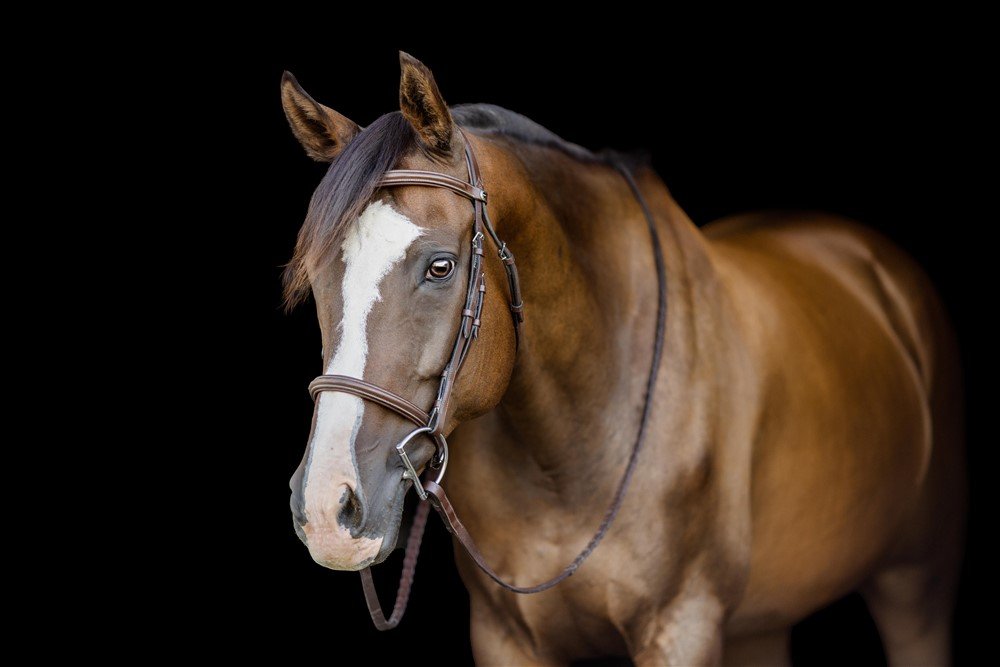 Equine Black Background Pictures in Wisconsin