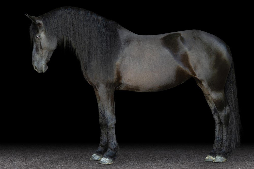 Black Background of Friesian Mare in Wisconsin