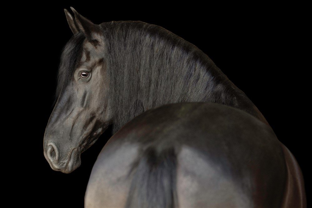 Black Background of Friesian Mare in Wisconsin