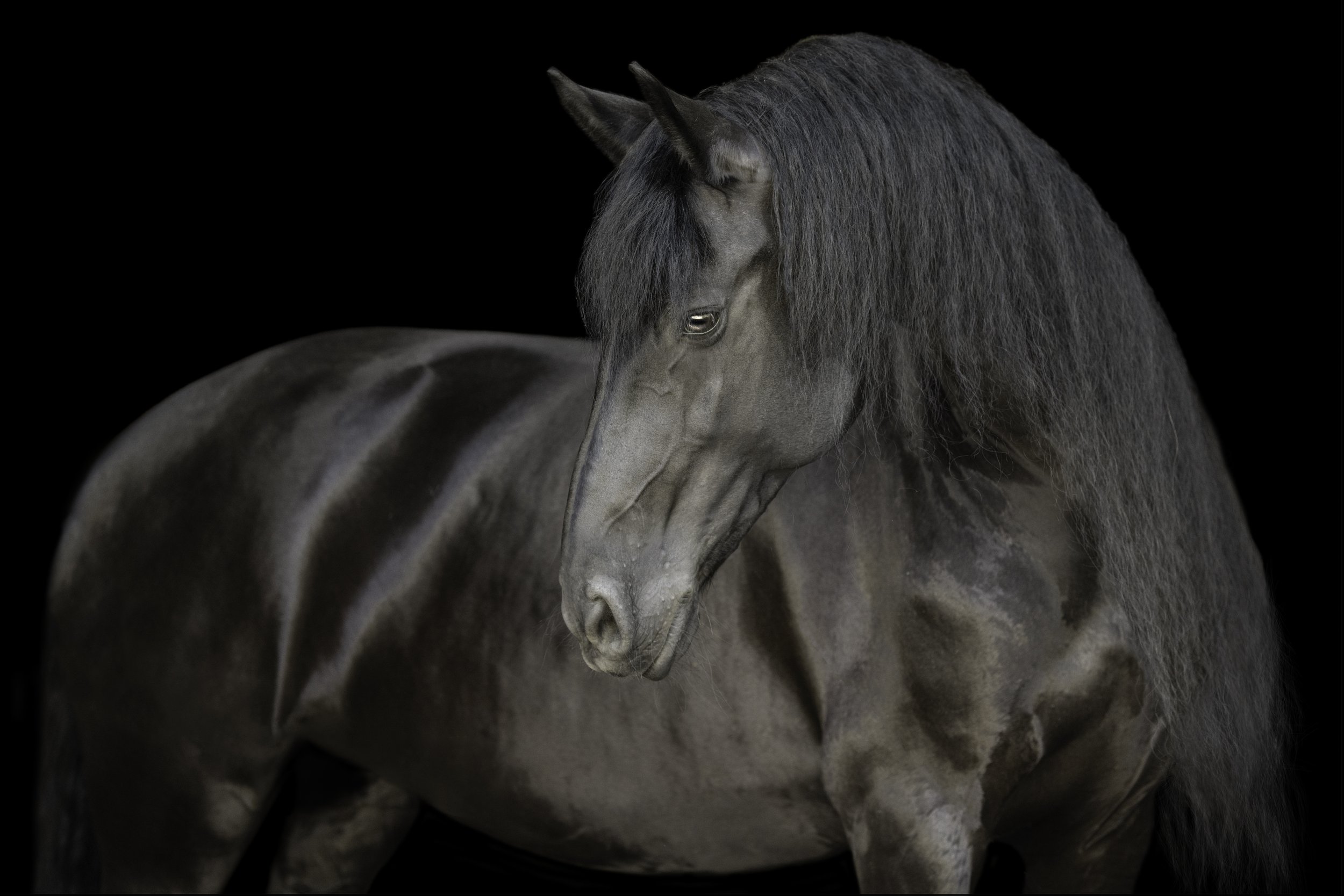 Black Background of Friesian Mare in Wisconsin