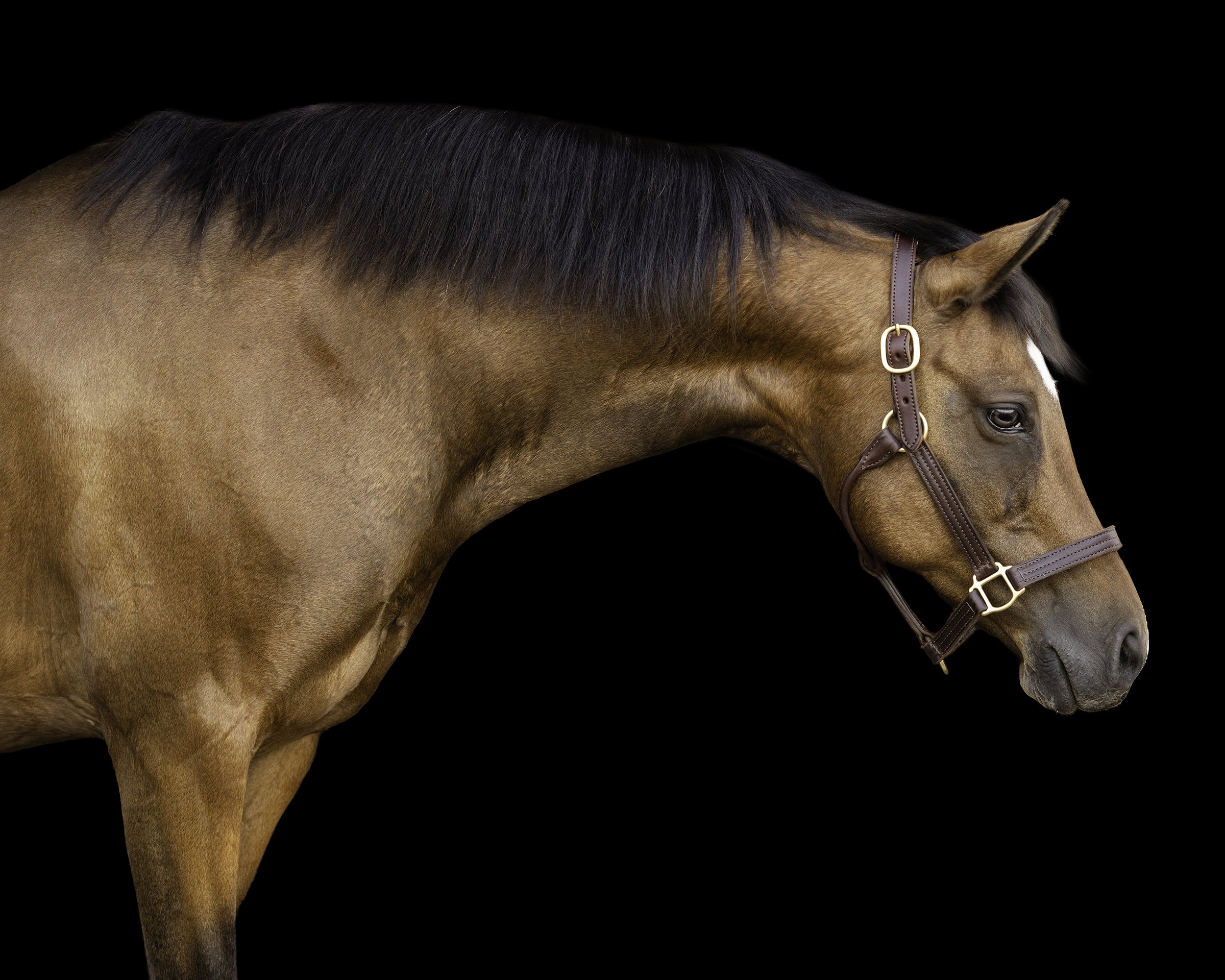 Black background of arabian mare