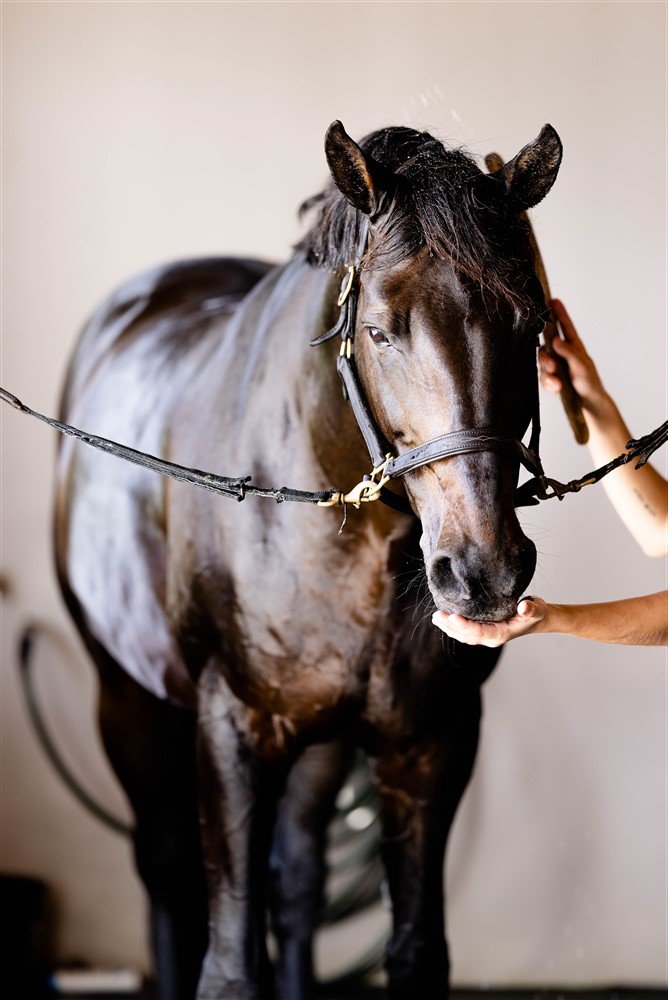 Candid Horse Portraits in Wellington, FL