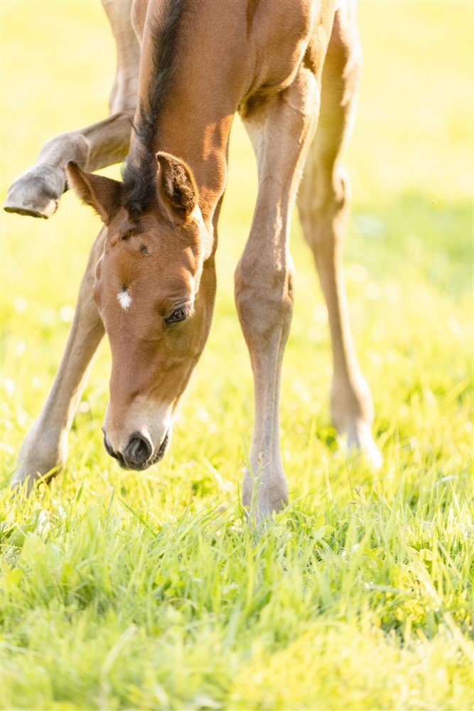 Foal Photoshoot in Wisconsin