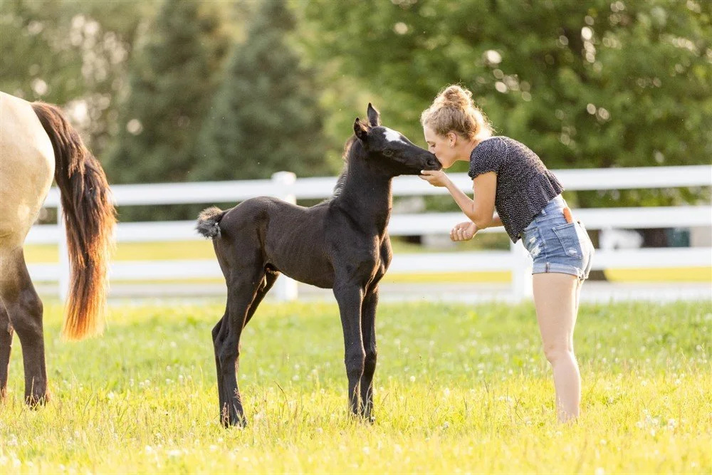 Foal Photoshoot in Wisconsin