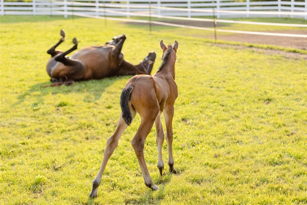 Foal Photoshoot in Wisconsin