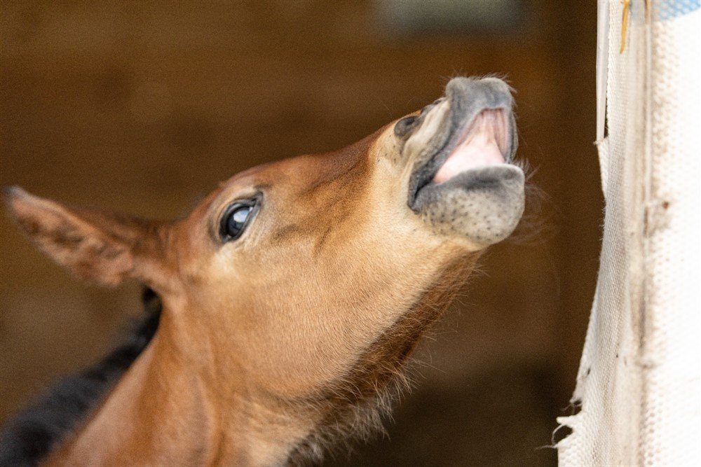 Foal Photoshoot in Wisconsin