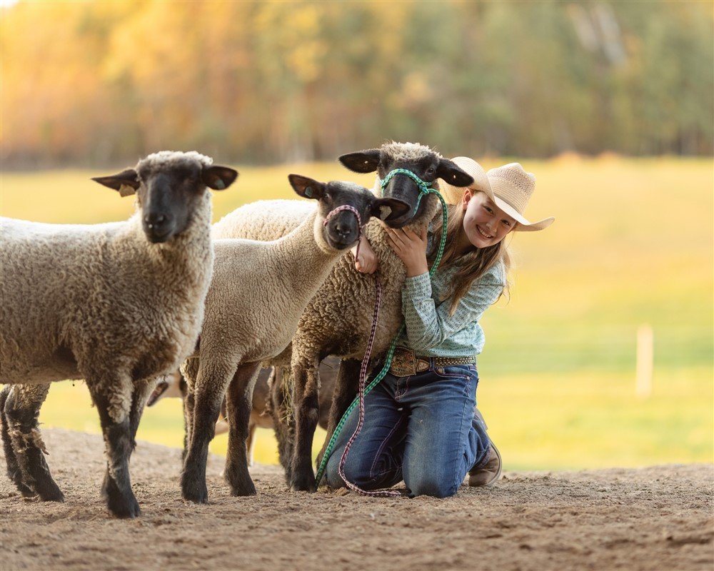 Wisconsin Sheep Showing