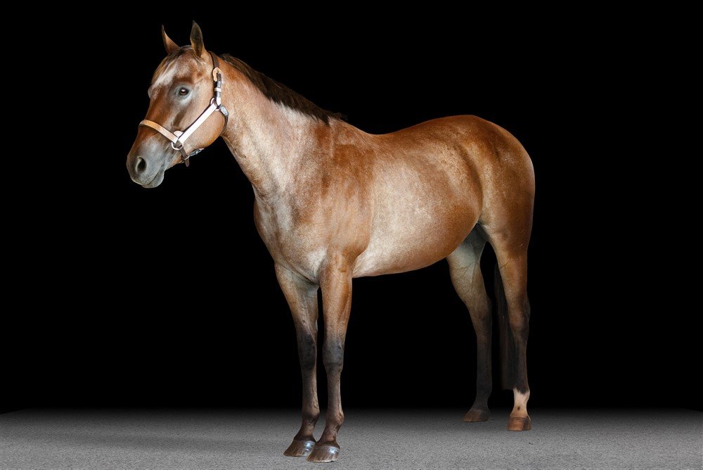 Black Background photography with Appaloosa in Wisconsin