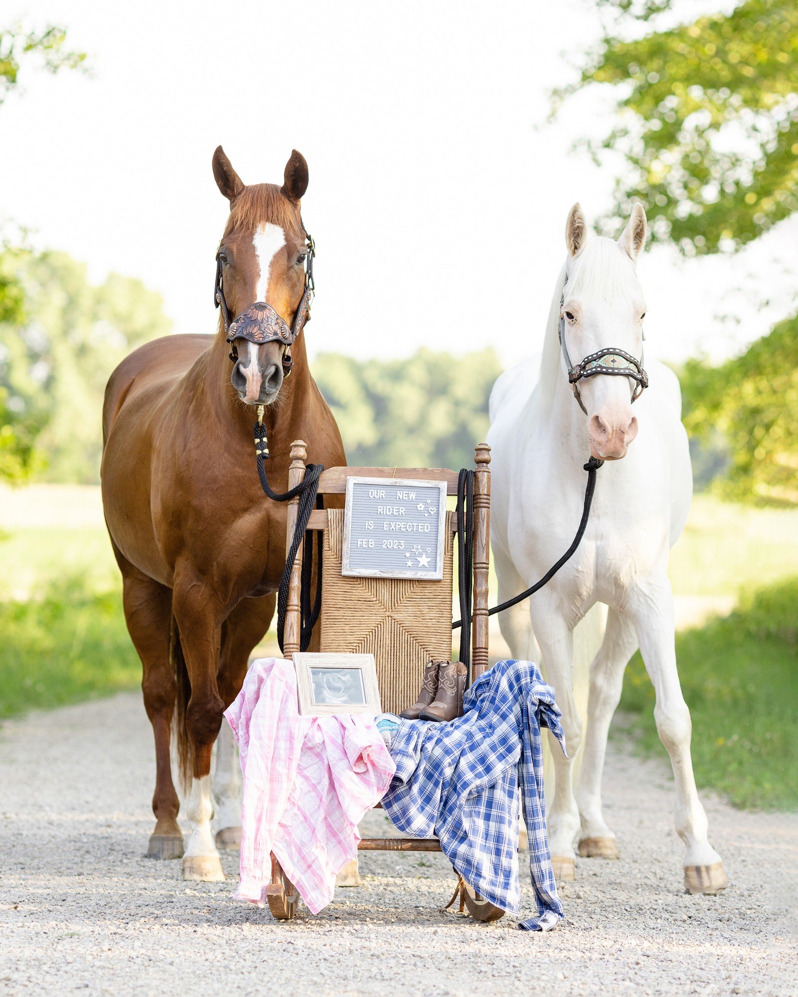 Wisconsin Horse Photographer