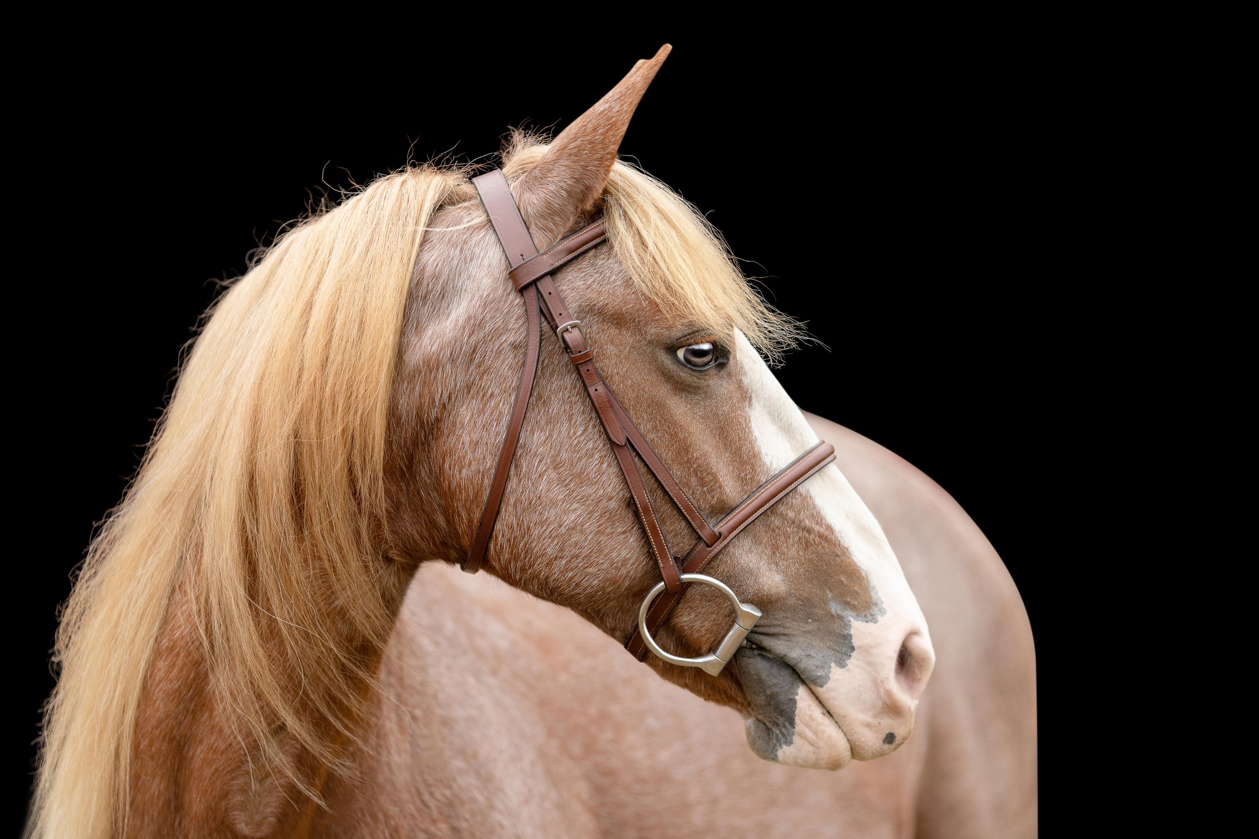 Horse &amp; Rider Photoshoot with a mustang mare in Poynette, WI