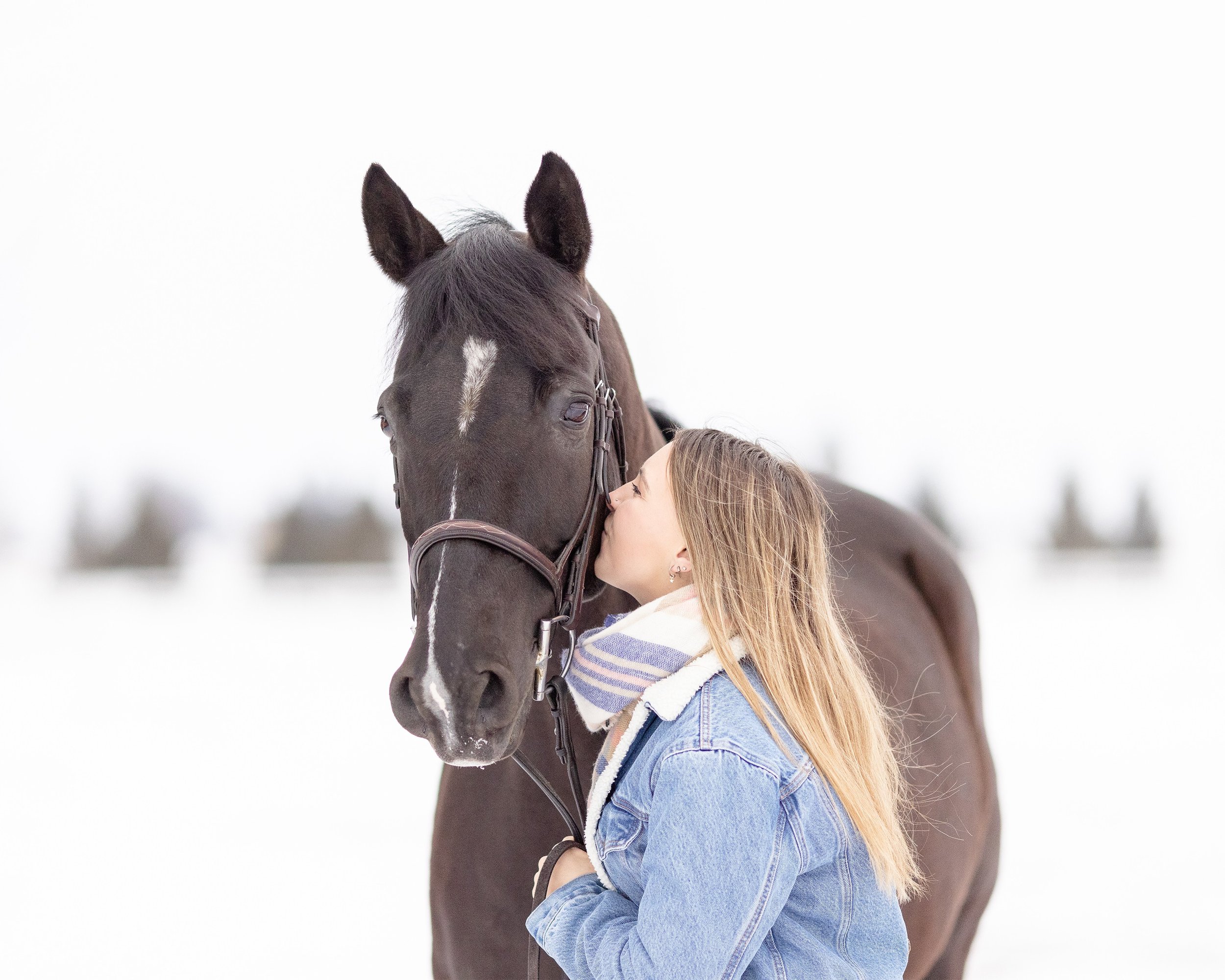 Winter Equine Photography Green Bay WI