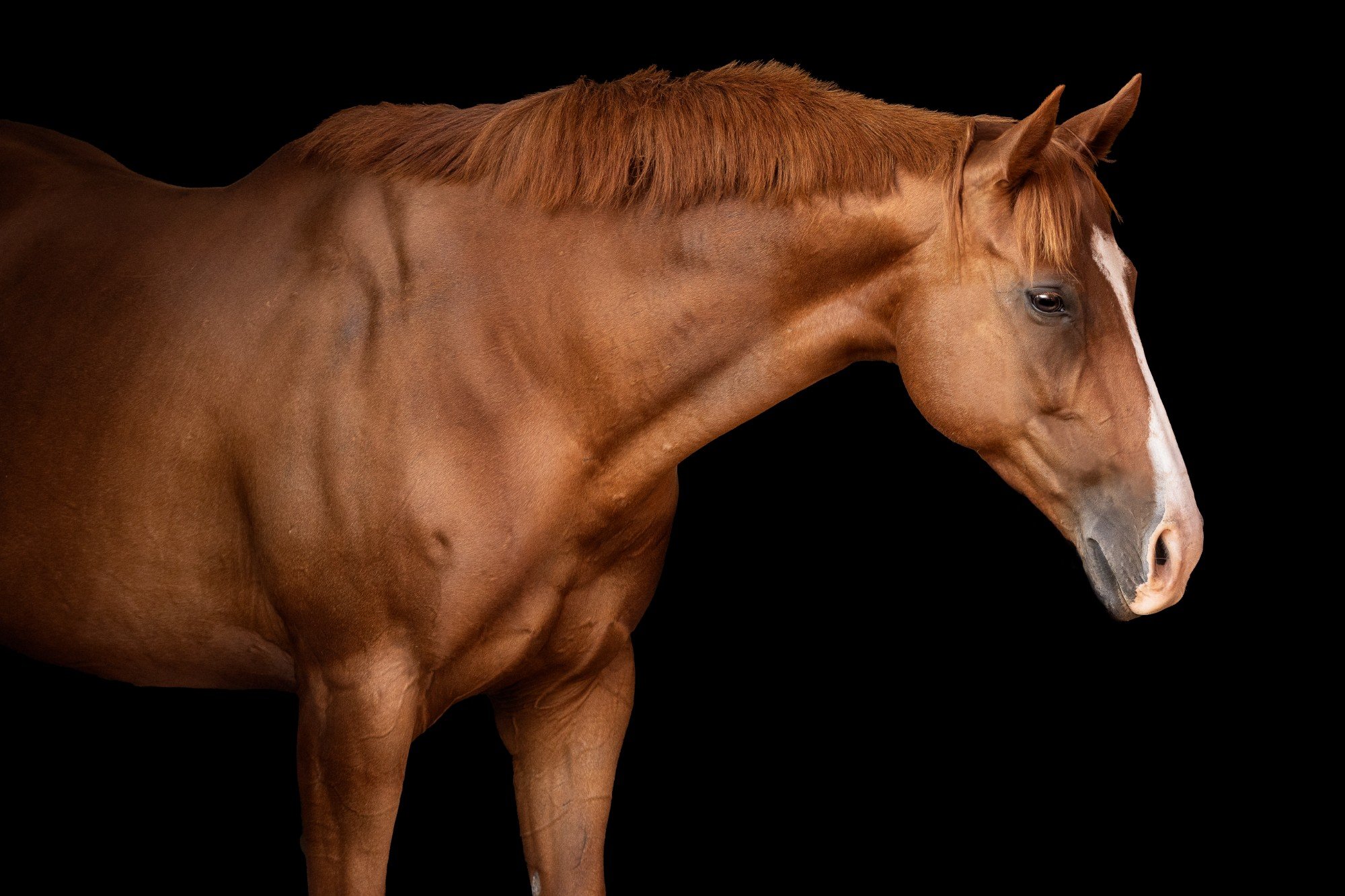 Equine Black Background Photoshoot