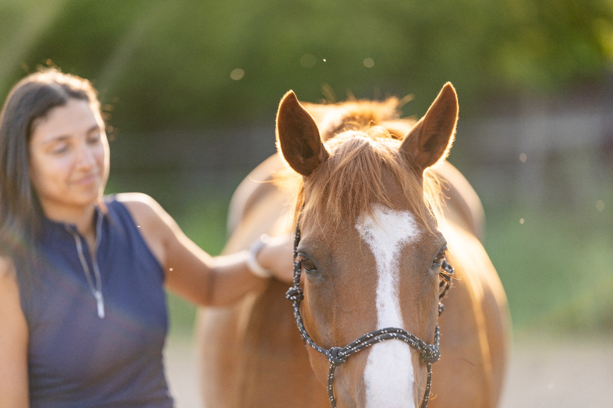Horse and Rider Photoshoot in Madison, Wisconsin
