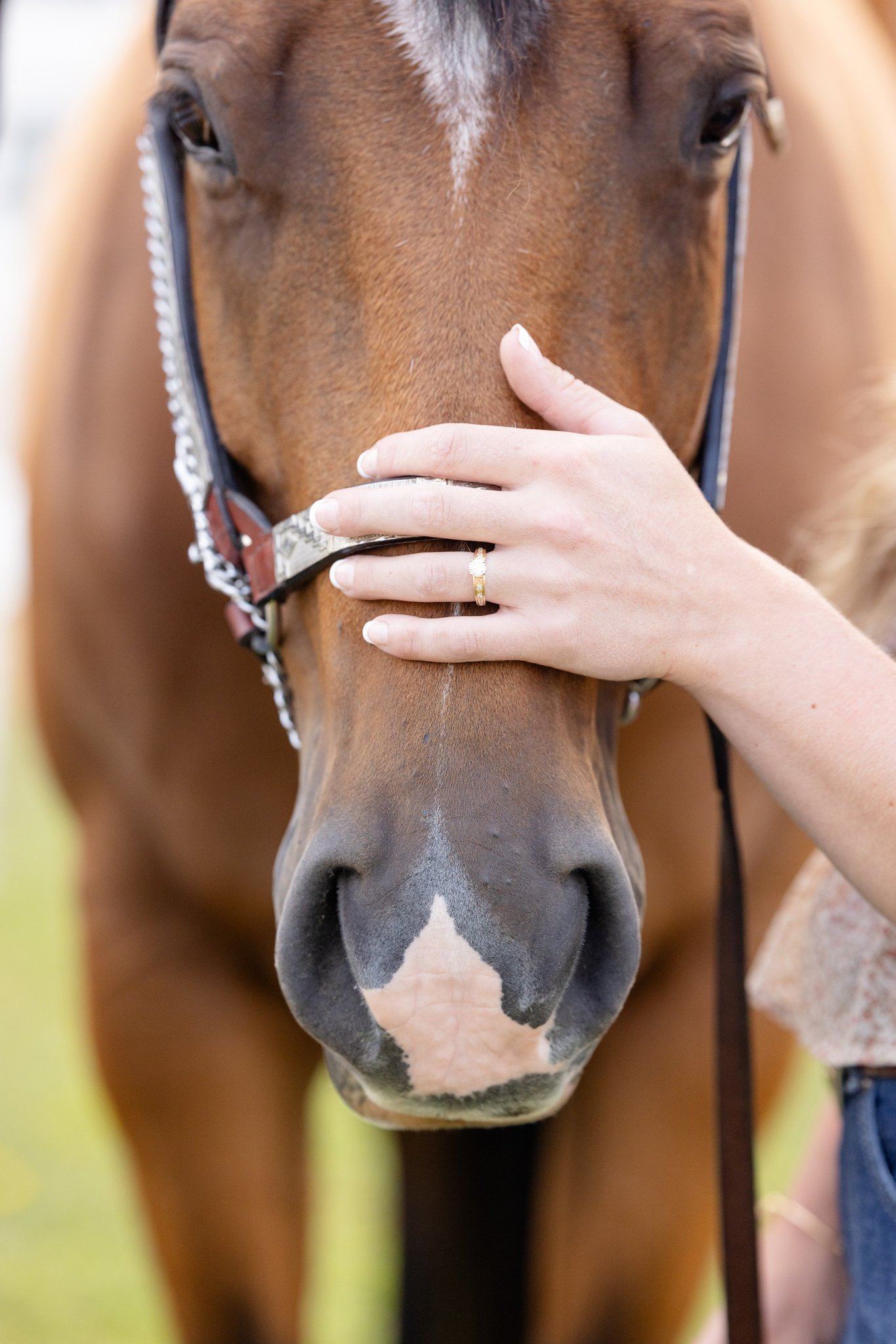 Wisconsin Equine Photographer