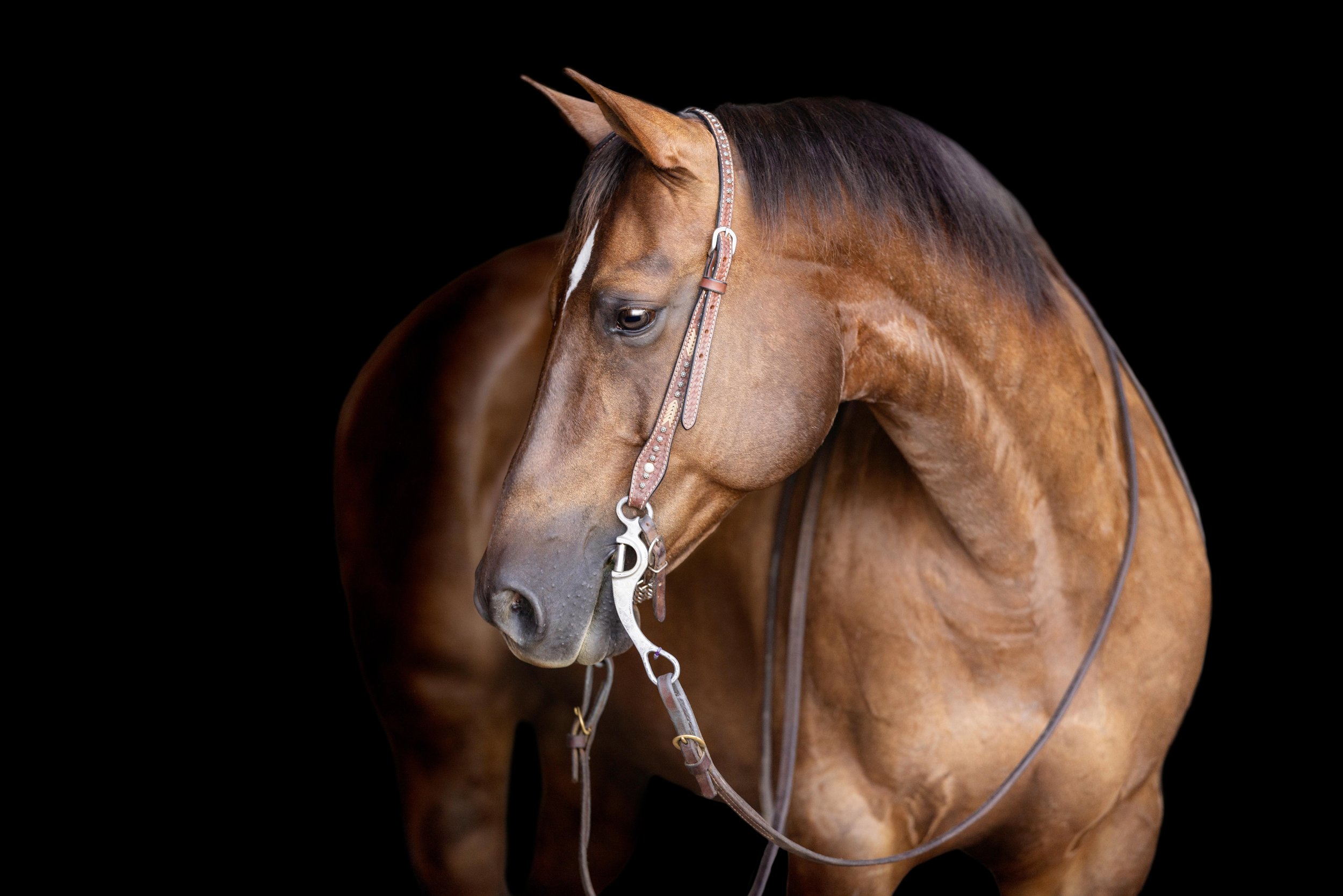 Equine Photographer in Ohio