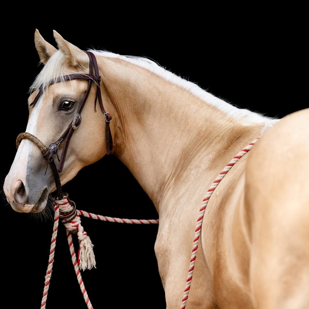 Are you team Palomino or team Dark Bay? Let me know in the comments which horse color steals your heart &ndash; the golden glow of a Palomino or the rich allure of a Dark Bay? 

#CopperArrowPhotography #EquestrianPhotography #EquestrianBlogger #Trave