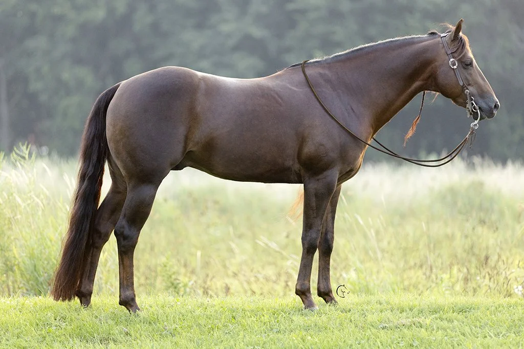 PL I Like Sparkler Dark Chestnut AQHA Stallion Conformation Photo – Reining Horse