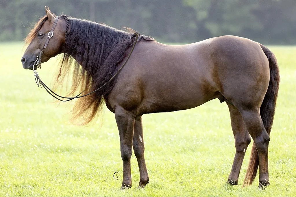 PL I Like Sparkler Dark Chestnut AQHA Stallion Conformation Photo – Long Mane Reining Horse