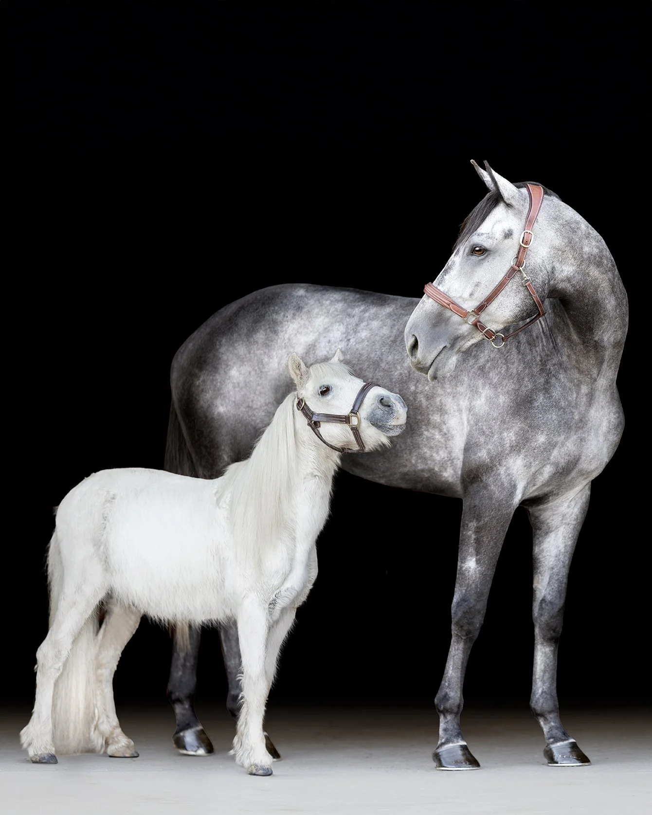 There&rsquo;s something so special about photographing horses who share a home in someone&rsquo;s heart, even if they don&rsquo;t share a pasture.

June is elegance with a spark, an OTTB in the middle of her transition into a new career, full of forw