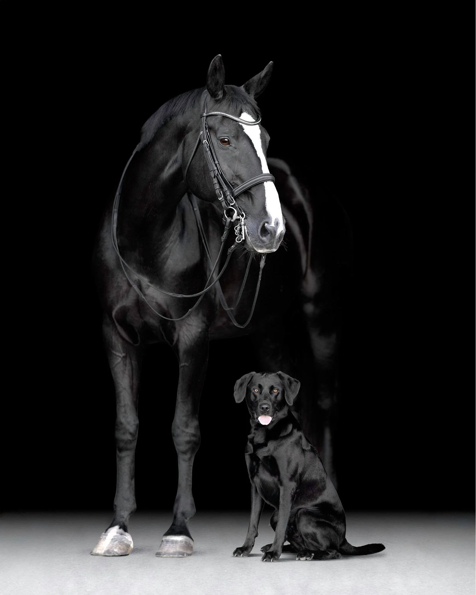 This session with Leah, her mare Nessa, and her Lab, Duke, will always be one of my favorites from 2025.

There was such an effortless warmth between all three of them&hellip; the kind of connection you can&rsquo;t pose or recreate. Nessa has this ca