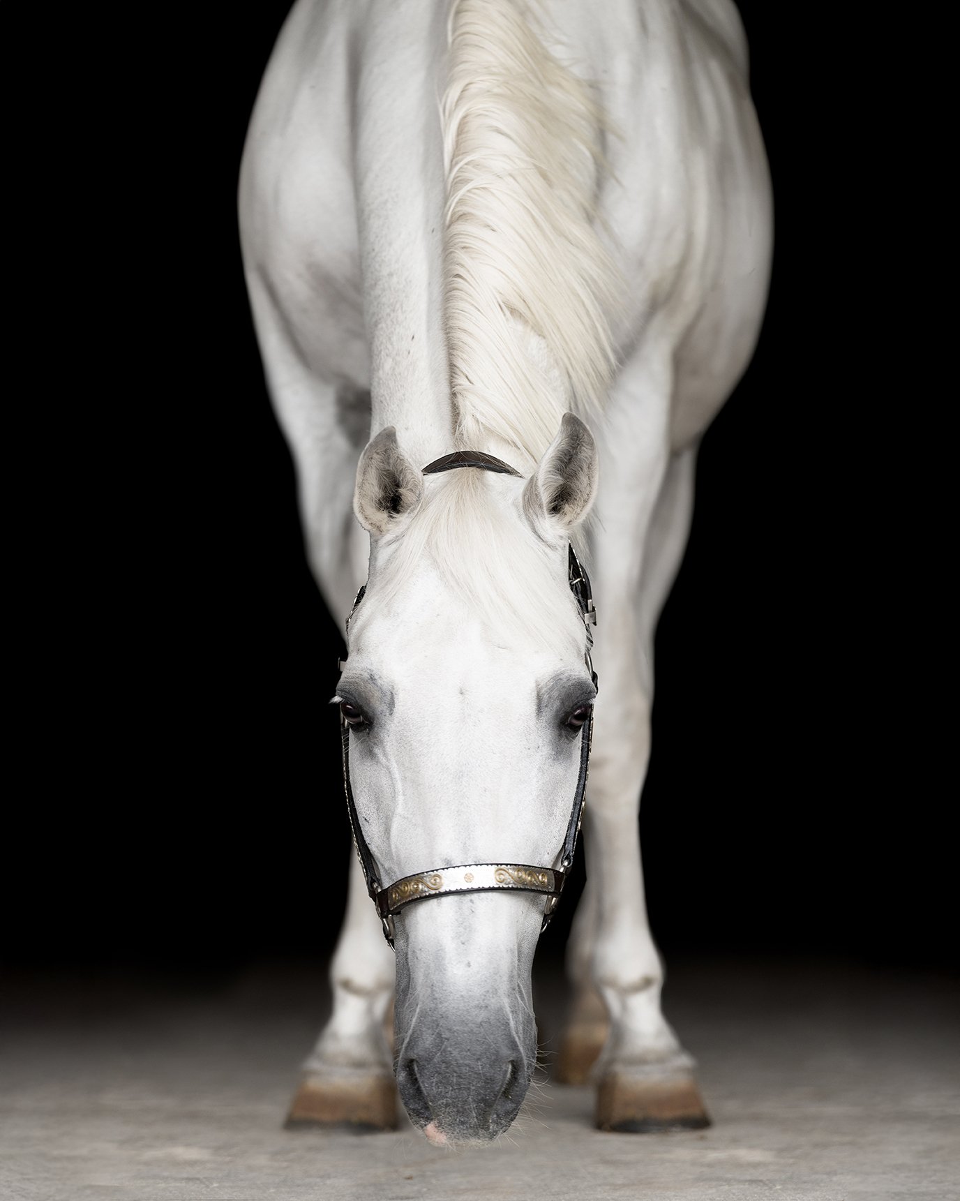 Black background portraits will always have my heart.
They&rsquo;re simple and clean, but somehow they manage to capture so much personality. Every curve, every expression, every quiet moment becomes the entire focus&hellip; and I love how each horse