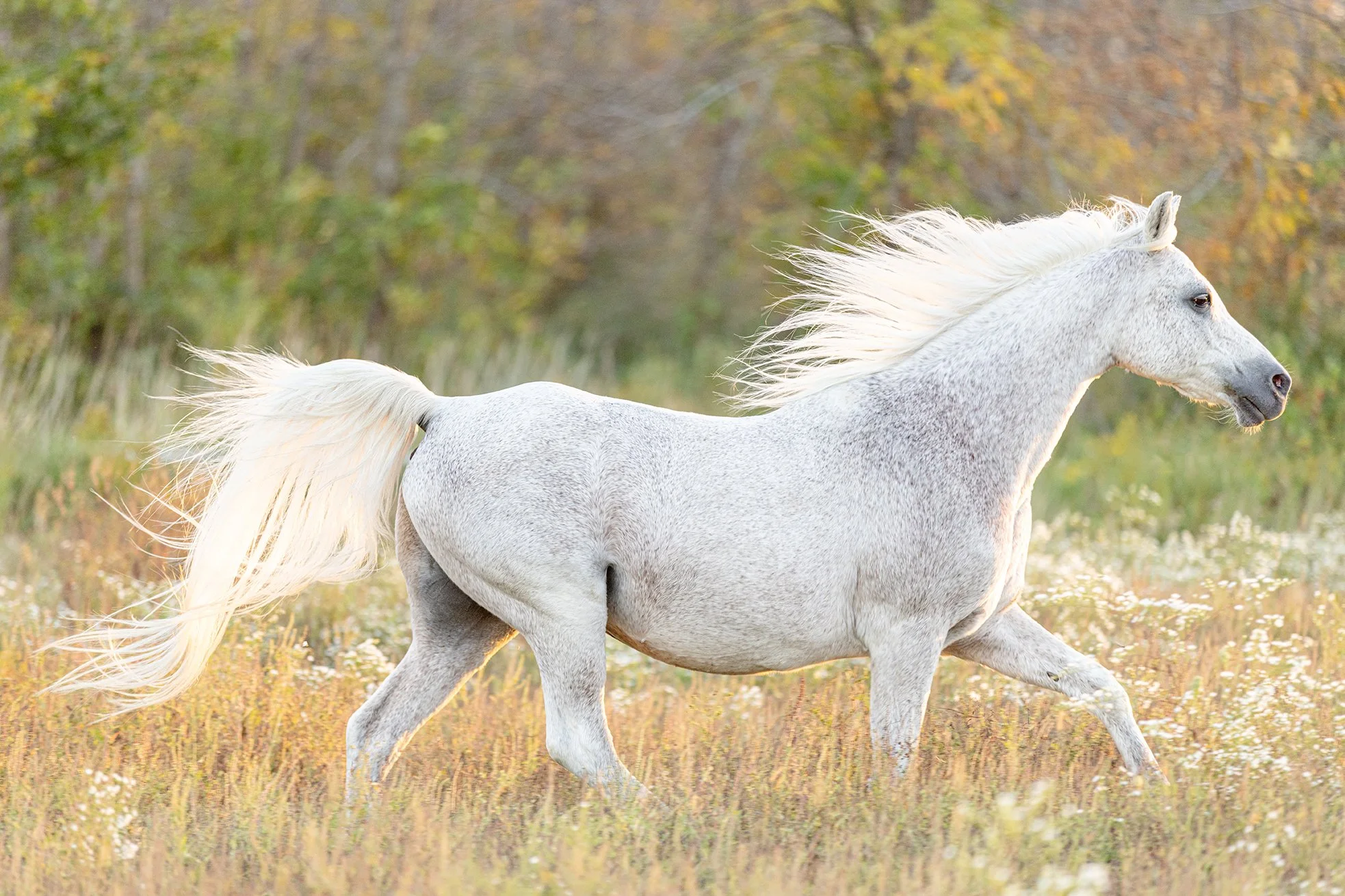 Every year, I try to choose my favorite images&hellip; and every year I end up laughing at myself, because how do you choose when every horse, every moment, and every story carries its own kind of beauty?

So instead of narrowing it down, here are so