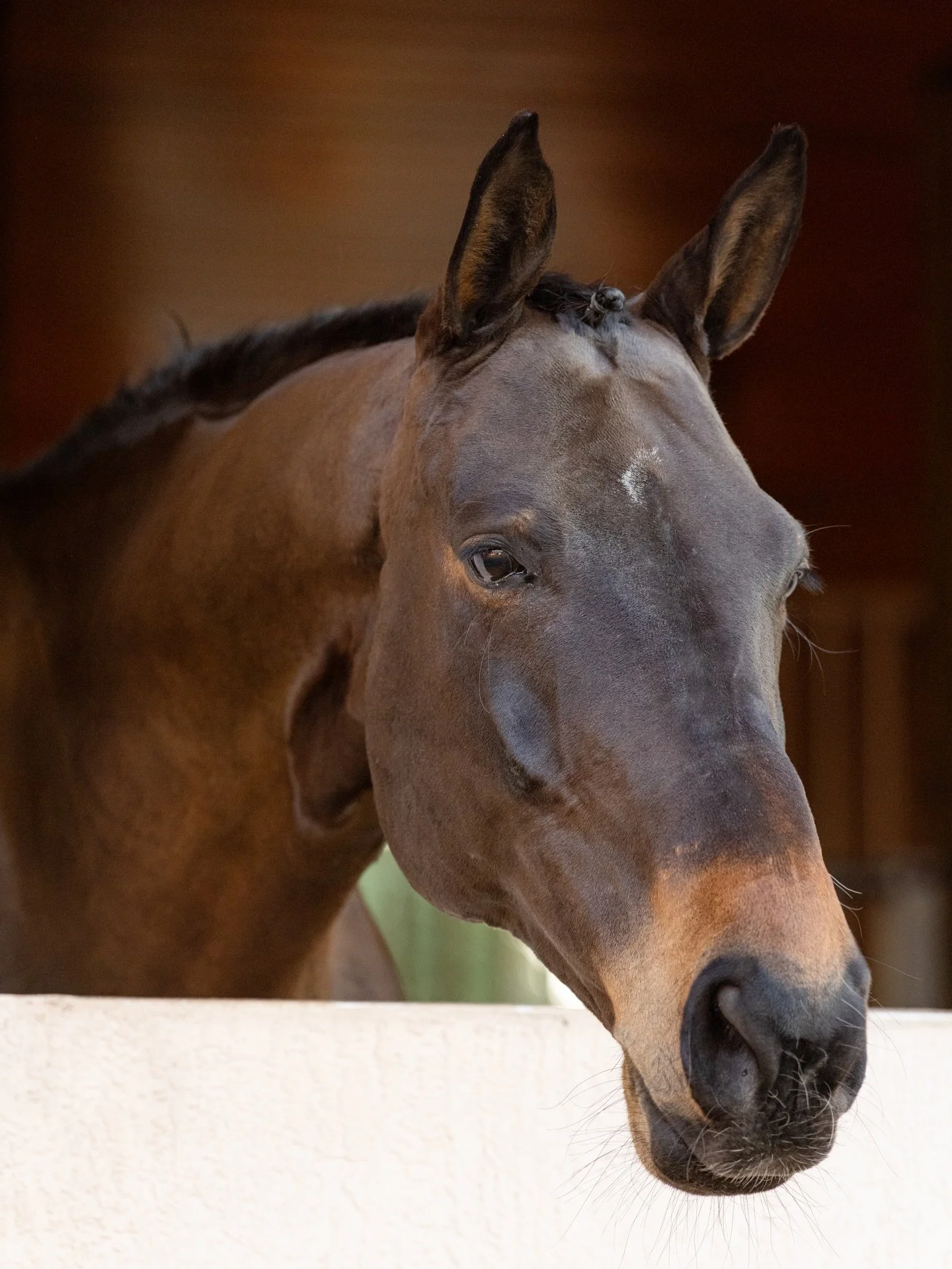 Horses have a way of slowing us down.
You walk into the barn thinking about your to-do list, the day ahead, everything pulling at your attention.
Then a curious face appears over the stall door, ears forward, waiting for a scratch or a quiet conversa